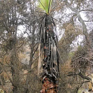 California Fan Palm resrouting after the Jesusita Fire