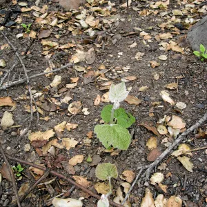 Santa Barbara Botanic Garden after the Jesusita Fire