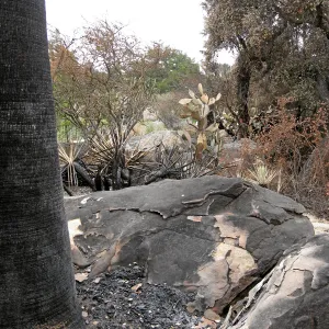 Santa Barbara Botanic Garden after the Jesusita Fire