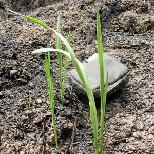 Santa Barbara Botanic Garden after the Jesusita Fire
