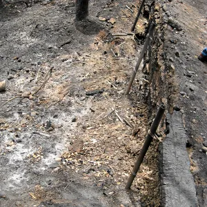 Santa Barbara Botanic Garden after the Jesusita Fire