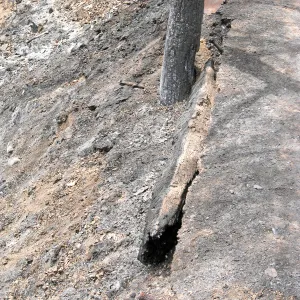 Santa Barbara Botanic Garden after the Jesusita Fire