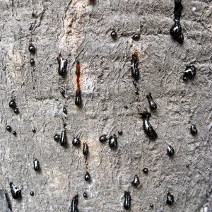 Santa Barbara Botanic Garden after the Jesusita Fire