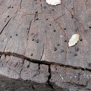stump of a tree, heat of fire caused sap to rise out of it