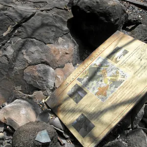 Destruction in the Home Demonstration Garden