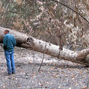 Surveying downed sycamore