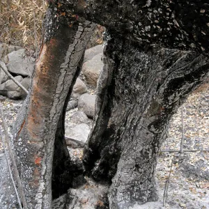 Hollowed out tree