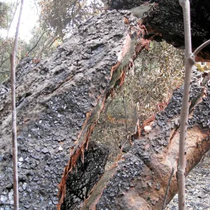 split trunk