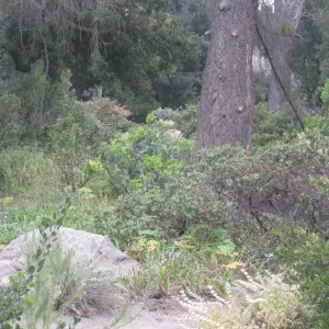 Manzanita Section untouched by Jesusita Fire