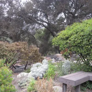 Manzanita Section, untouched by fire, burned vegetation at canyon rim
