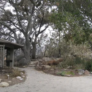 Santa Barbara Botanic Garden after the Jesusita Fire