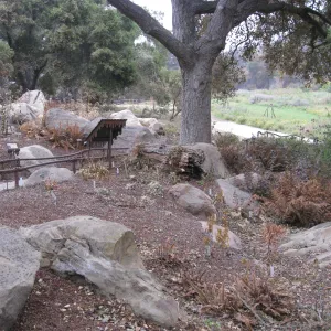 Santa Barbara Botanic Garden after the Jesusita Fire