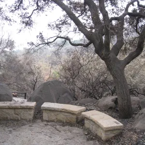 Santa Barbara Botanic Garden after the Jesusita Fire