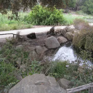Pond after the Jesusita Fire