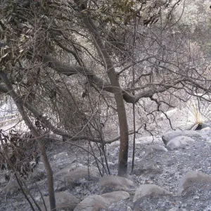 Campbell Trail after the Jesusita Fire