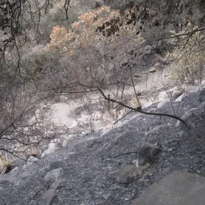 Campbell Trail after the Jesusita Fire