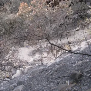 Campbell Trail after the Jesusita Fire