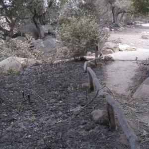 Meadow Oaks/ top of Campbell Trail after the Jesusita Fire