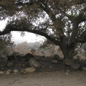 Meadow Oaks after the Jesusita Fire