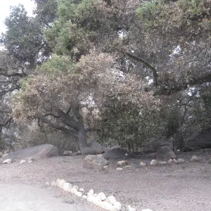 Meadow Oaks after the Jesusita Fire