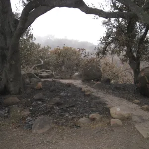 Meadow Oaks/canyon overlook after the Jesusita Fire