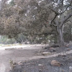 Meadow Oaks after the Jesusita Fire