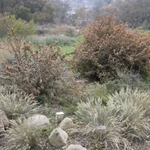 Meadow border fter the Jesusita Fire