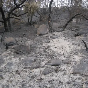 Woodland Trail after the Jesusita Fire, looking east