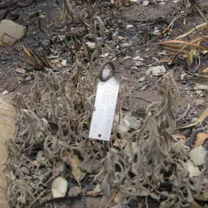 Embossed aluminum accession tag unharmed by Jesusita Fire
