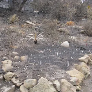 Meadow View bulb display after the Jesusita Fire