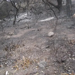 Woodland Trail after the Jesusita Fire