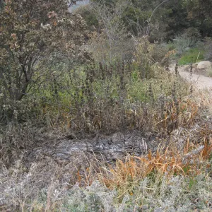 Spot burn in Meadow after the Jesusita Fire