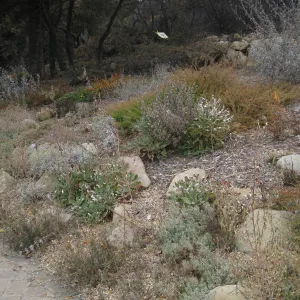 Meadow View after the Jesusita Fire