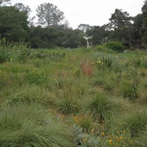 Meadow looking south after the Jesusita Fire