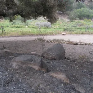 View from Meadow Oaks to Meadow after the Jesusita Fire