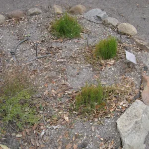 Arenaria paludicola resprouting in the Conservation Display after the Jesusita Fire