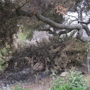 Burned Juniper hedge in desert section after the Jesusita Fire