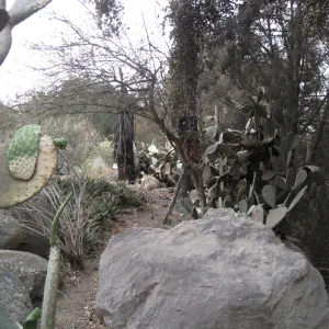 Santa Barbara Botanic Garden after the Jesusita Fire
