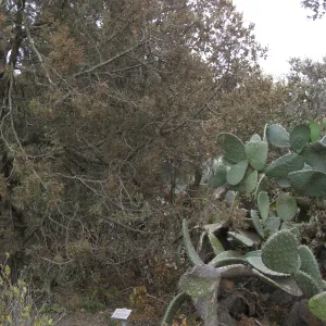 Santa Barbara Botanic Garden after the Jesusita Fire