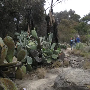 Burned Opuntia hedge in Desert Section after the Jesusita Fire