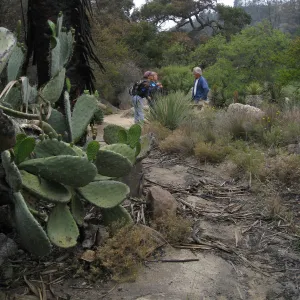 Desert Section after the Jesusita Fire
