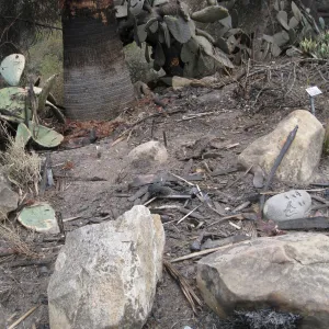Desert Section after the Jesusita Fire