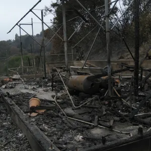 Santa Barbara Botanic Garden after the Jesusita Fire