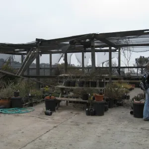 Santa Barbara Botanic Garden after the Jesusita Fire