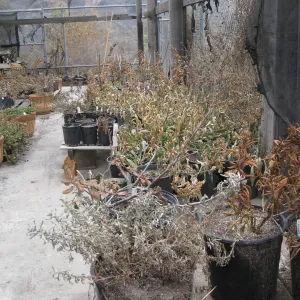 Santa Barbara Botanic Garden after the Jesusita Fire