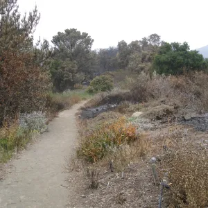 Porter Trail, Ceanothus Section after the Jesusita Fire