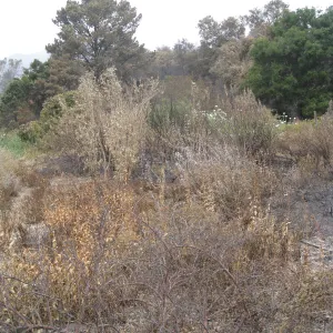 Ceanothus Section after the Jesusita Fire