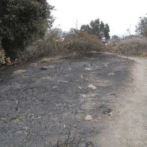 Porter Trail looking sourth Ceanothus Section after the Jesusita Fire