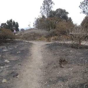 Porter Trail looking south after the Jesusita Fire