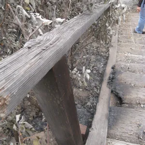Santa Barbara Botanic Garden after the Jesusita Fire Hort Unit railroad tie staircase